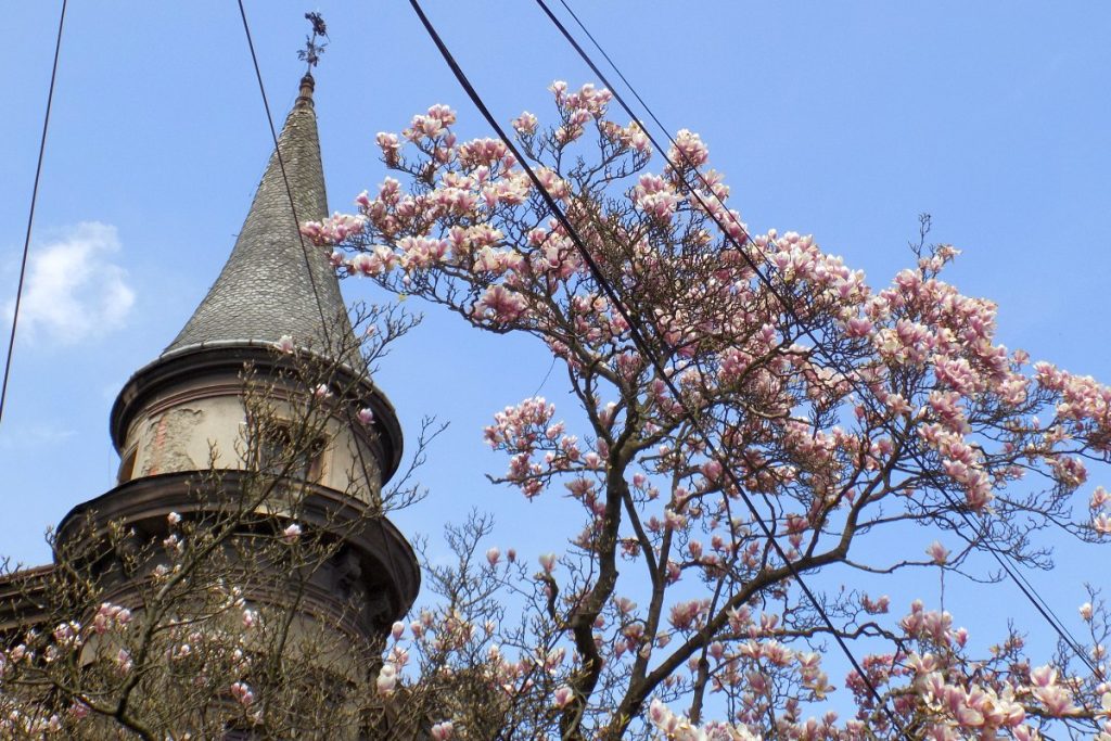Szlak Kwitnącej Magnolii w Cieszynie &#8211; fotografie