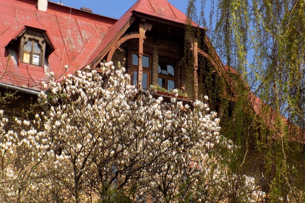 Szlak Kwitnącej Magnolii w Cieszynie &#8211; fotografie